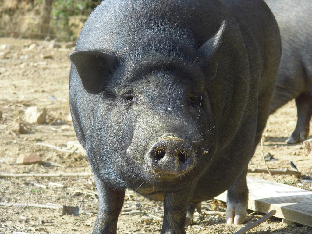 Agriturismo Le Baccane Vinci Luaran gambar